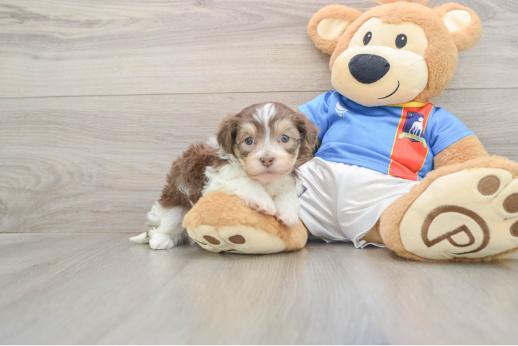 Little Havanese Purebred Pup