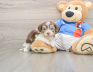 5 week old Havanese Puppy For Sale - Lone Star Pups