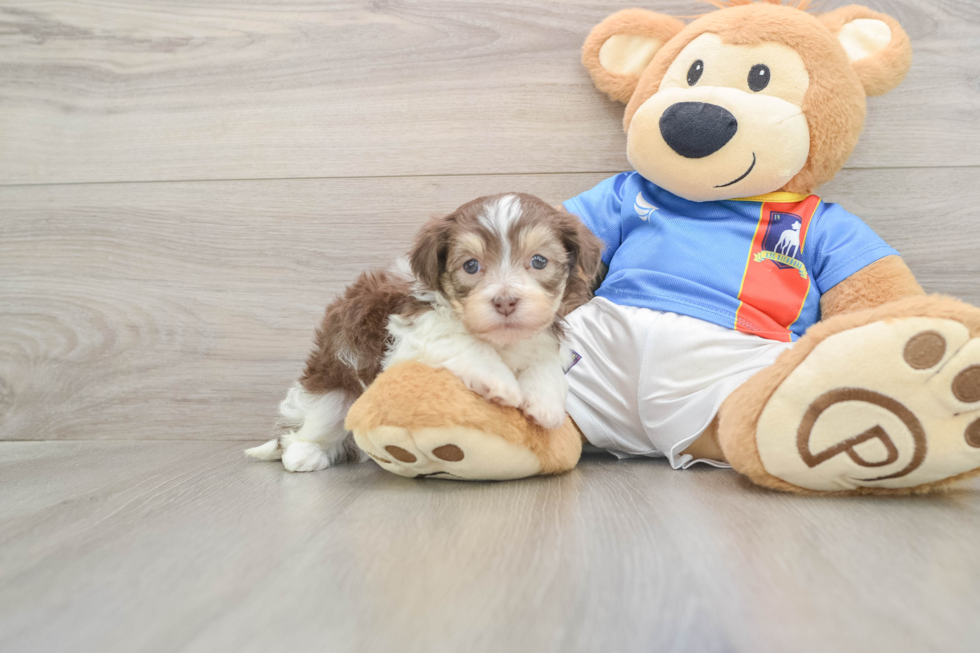 Little Havanese Purebred Pup