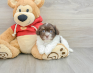 8 week old Havanese Puppy For Sale - Lone Star Pups