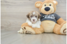Akc Registered Havanese Purebred Pup