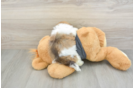Little Havanese Baby