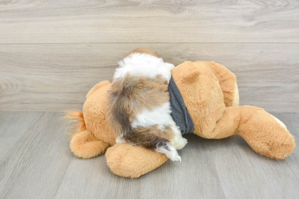 Little Havanese Baby