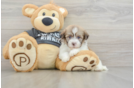 Small Havanese Baby