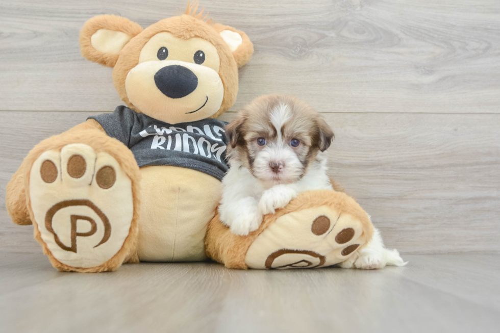 Small Havanese Baby