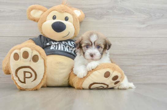 Small Havanese Baby