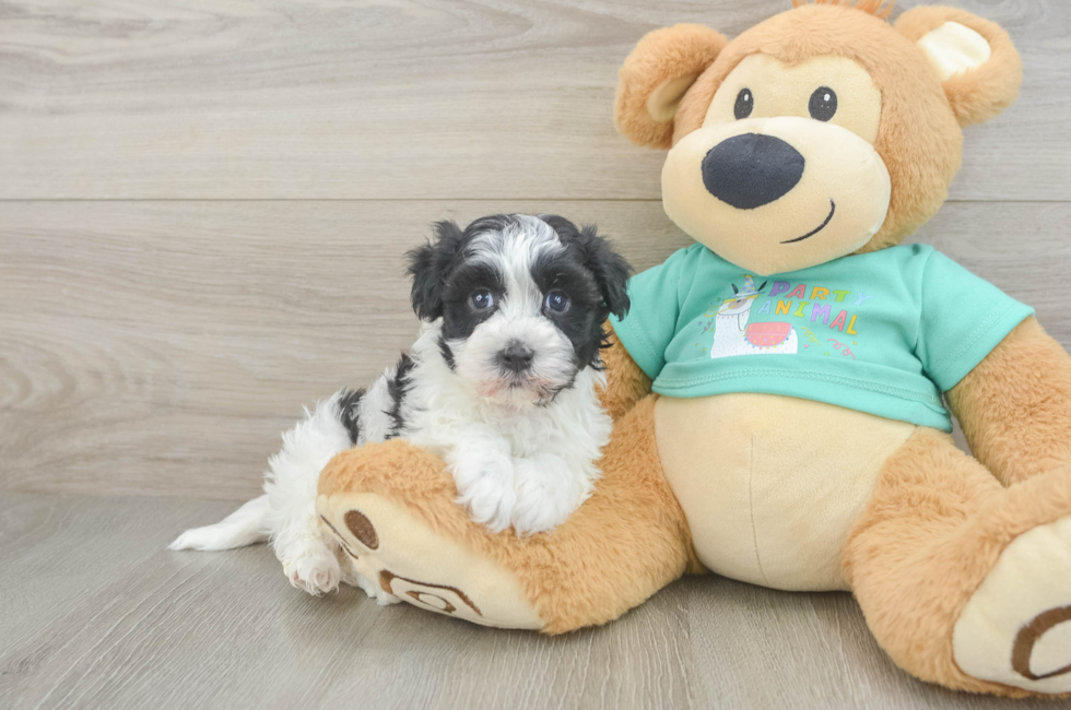 6 week old Havanese Puppy For Sale - Lone Star Pups