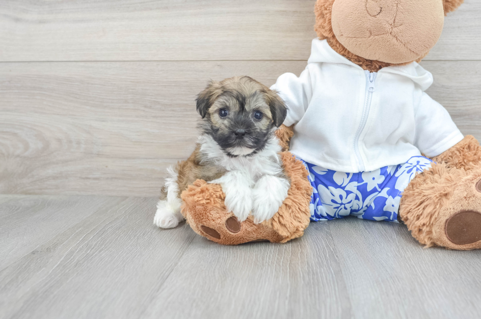 8 week old Havanese Puppy For Sale - Lone Star Pups