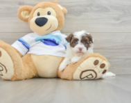 7 week old Havanese Puppy For Sale - Lone Star Pups