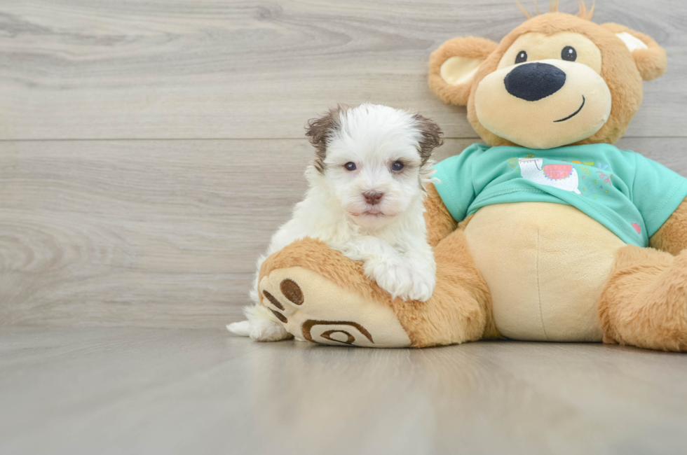 5 week old Havanese Puppy For Sale - Lone Star Pups