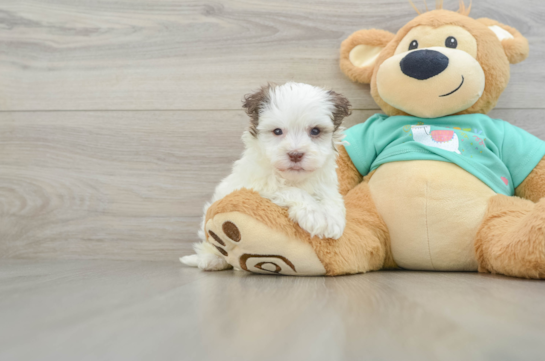 Havanese Pup Being Cute