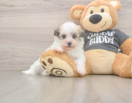 6 week old Havanese Puppy For Sale - Lone Star Pups