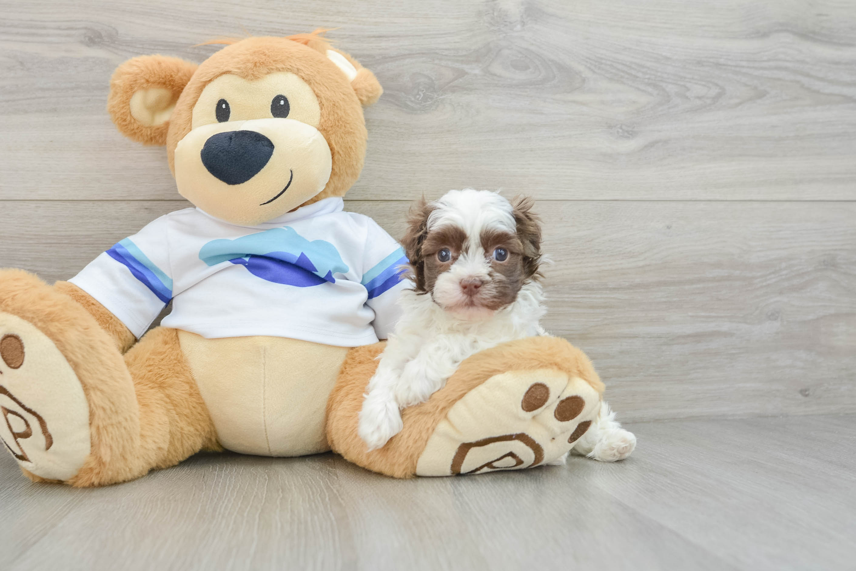 Havanese Pup Being Cute