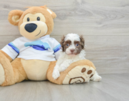 7 week old Havanese Puppy For Sale - Lone Star Pups