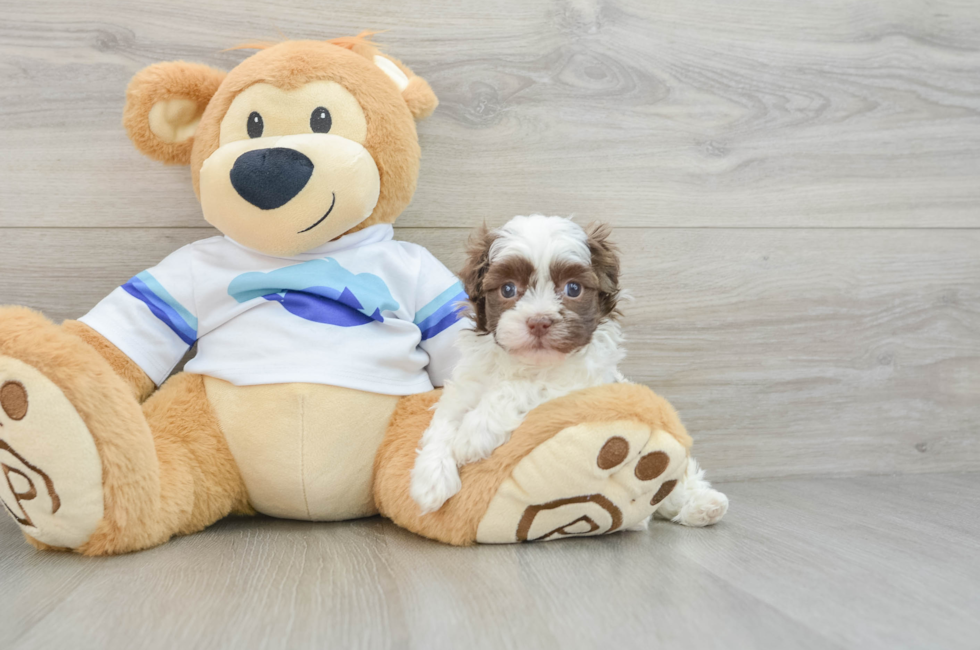 5 week old Havanese Puppy For Sale - Lone Star Pups