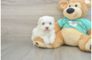 Best Havanese Baby