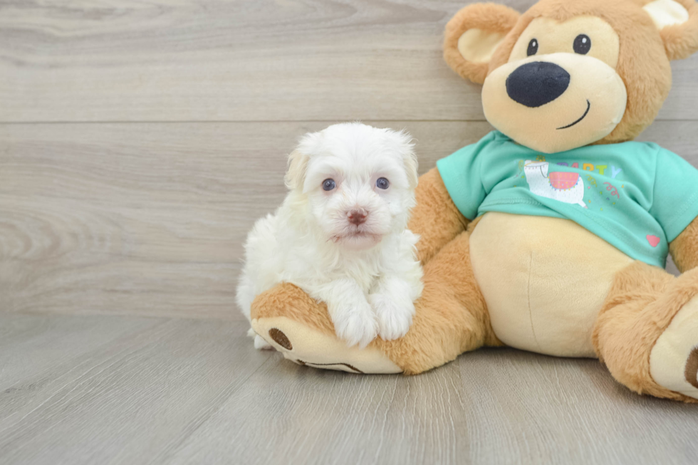 Best Havanese Baby