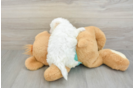 Petite Bichon Havanes Purebred Puppy