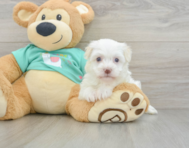 7 week old Havanese Puppy For Sale - Lone Star Pups