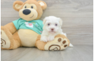 Havanese Pup Being Cute