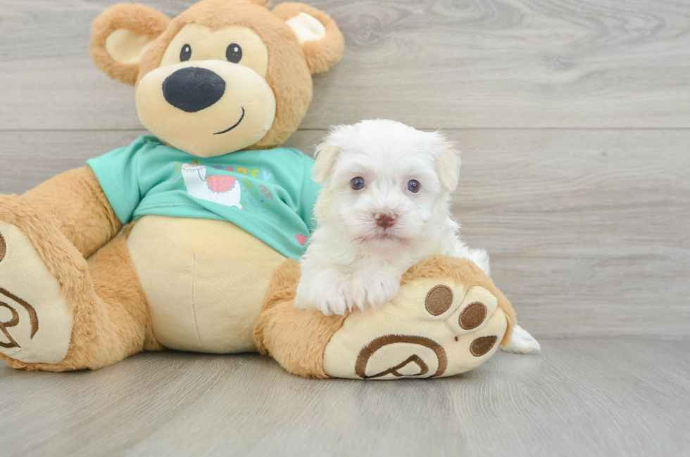 5 week old Havanese Puppy For Sale - Lone Star Pups