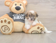 6 week old Havanese Puppy For Sale - Lone Star Pups