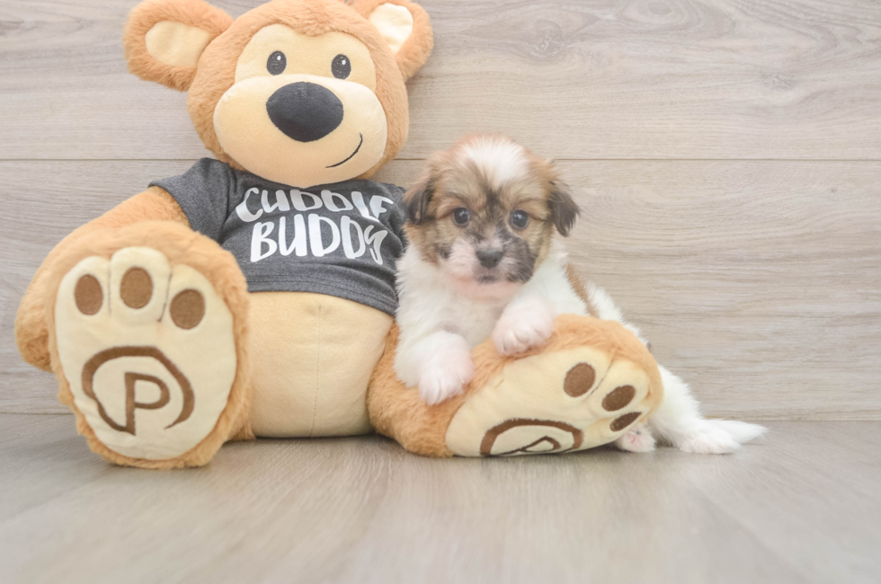 6 week old Havanese Puppy For Sale - Lone Star Pups
