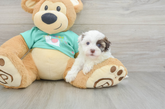Smart Bichon Habanero Purebred Puppy