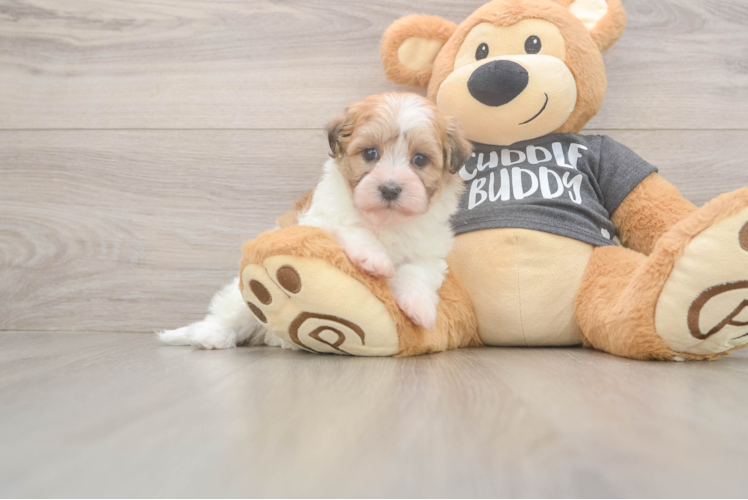 Havanese Puppy for Adoption