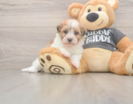 7 week old Havanese Puppy For Sale - Lone Star Pups