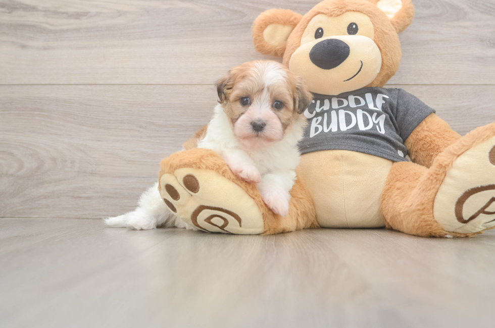 6 week old Havanese Puppy For Sale - Lone Star Pups