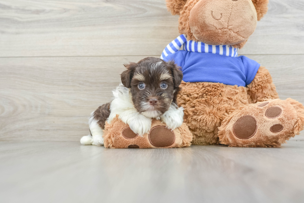 Havanese Pup Being Cute