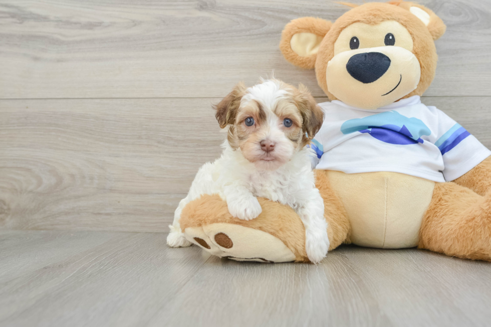 Best Havanese Baby