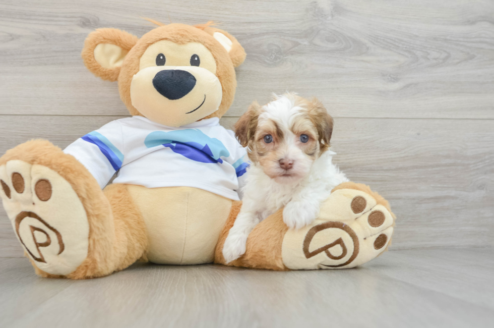 5 week old Havanese Puppy For Sale - Lone Star Pups