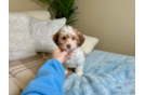 Havanese Puppy for Adoption