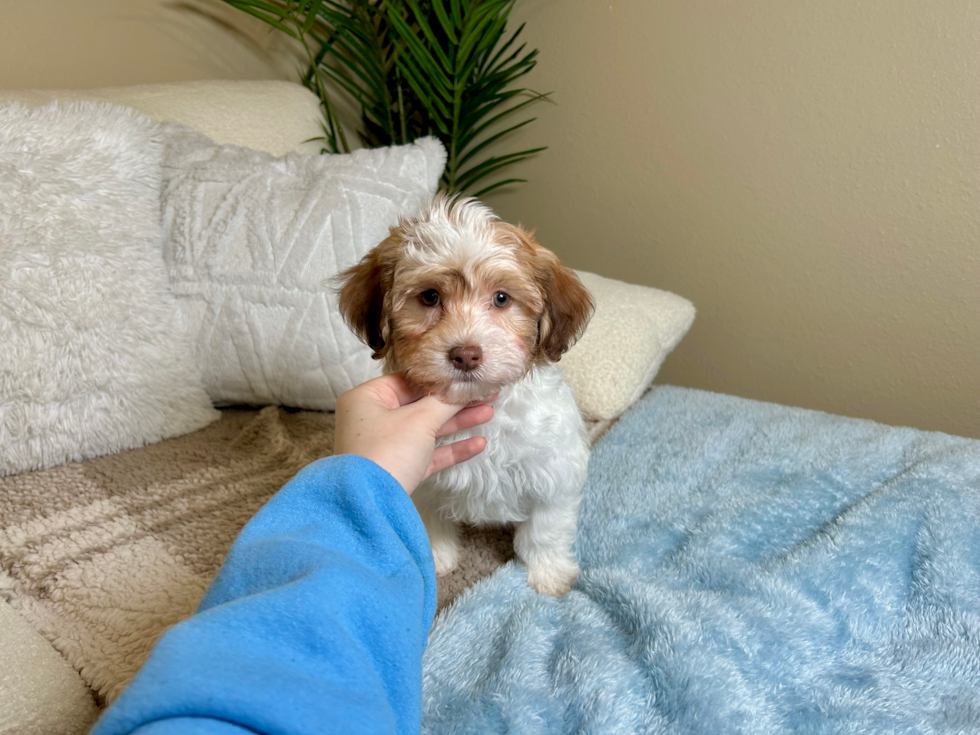 Havanese Puppy for Adoption