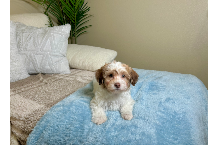 Cute Havanese Cuban Bichon Purebred Puppy