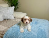 11 week old Havanese Puppy For Sale - Lone Star Pups