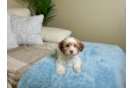 Cute Havanese Cuban Bichon Purebred Puppy