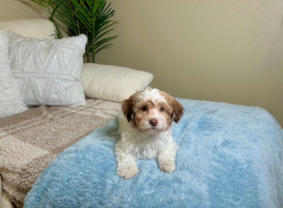 Cute Havanese Cuban Bichon Purebred Puppy