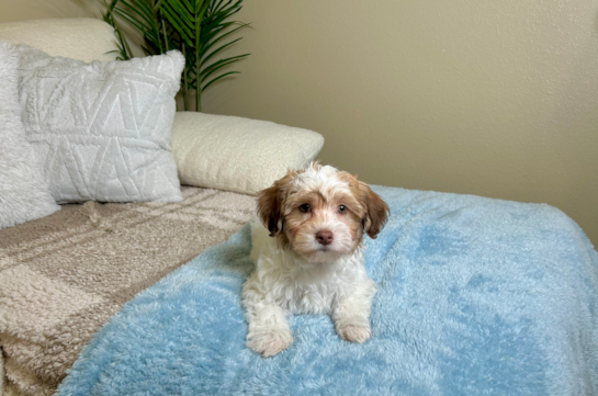 Cute Havanese Cuban Bichon Purebred Puppy