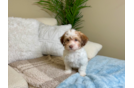 Havanese Pup Being Cute