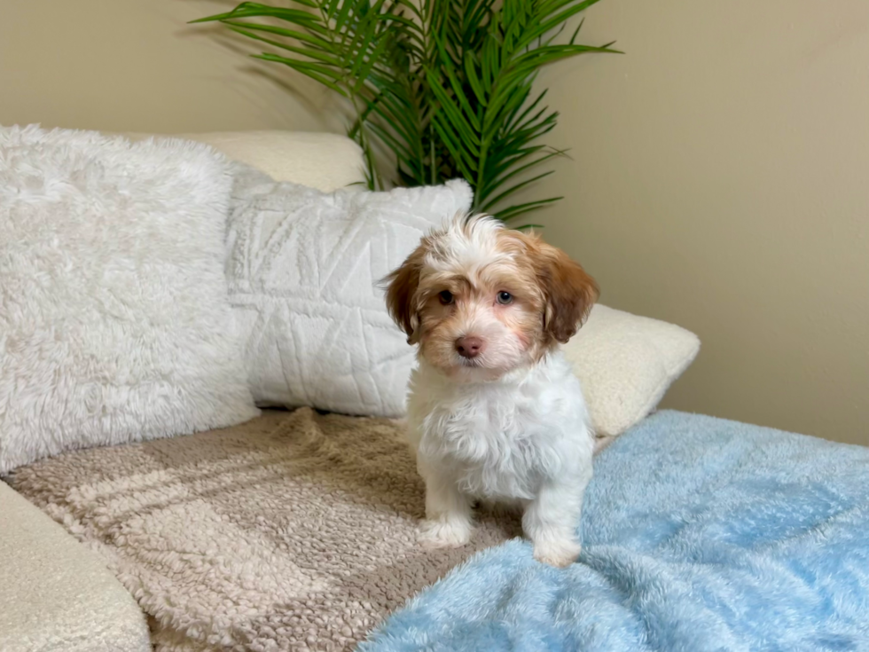 Havanese Pup Being Cute