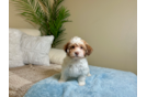 Best Havanese Baby