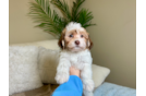 Cute Havanese Baby