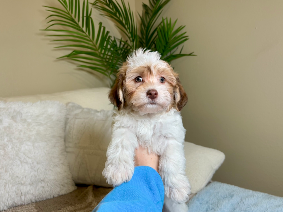 Cute Havanese Baby