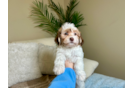 Best Havanese Baby