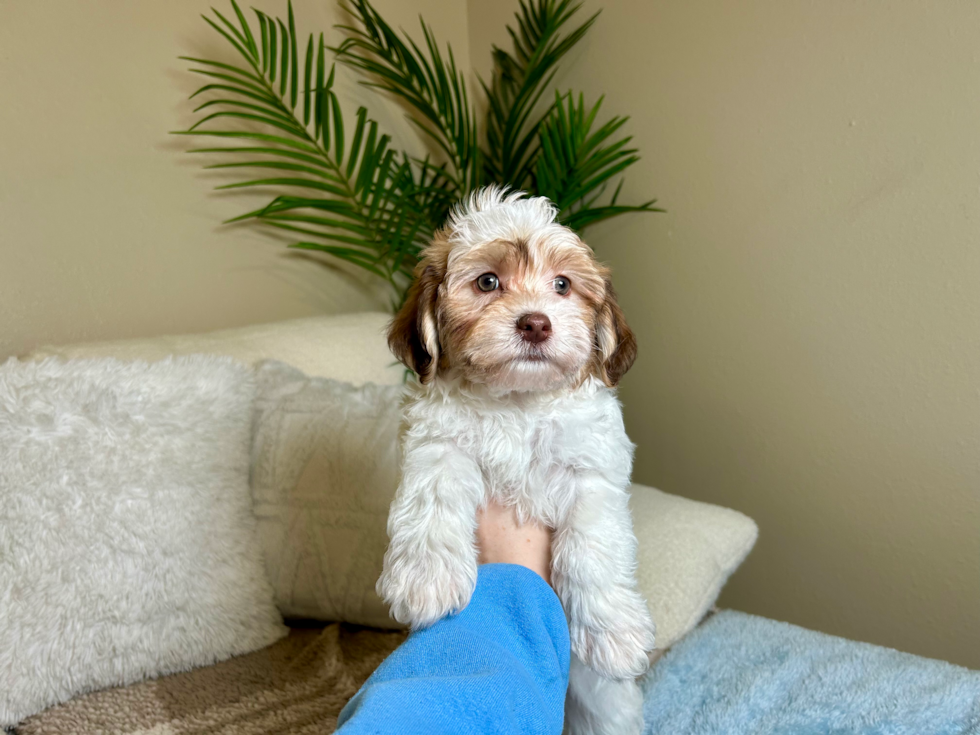 Best Havanese Baby