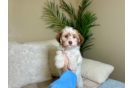 Havanese Puppy for Adoption