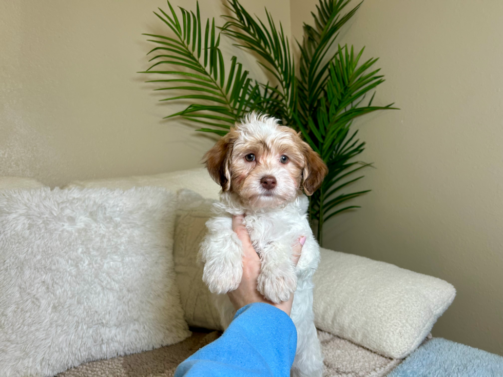 Havanese Puppy for Adoption